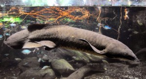 Auch Lungenfische gibt es schon lange auf unserer Erde. (Foto: dpa)