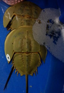 Gut vom Panzer geschützt: der Pfeilschwanzkrebs. (Foto: dpa)