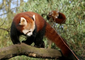 So sehen Kleine Pandas aus! (Foto: dpa)