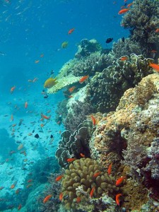 Korallen gibt es in allen Farben. (Foto: Gertraud Schmidt)