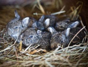 Tierbabys Kaninchen