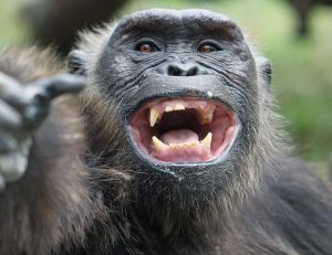 Und wie Affen lachen können! (Foto: dpa)
