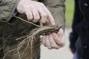 Wurzeln wie braune Spaghetti (Foto: Thomas Banneyer)