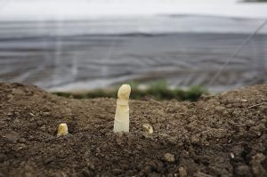 Bei der ersten Ernte werden nur wenige Pflanzen geerntet. (Foto: Thomas Banneyer)