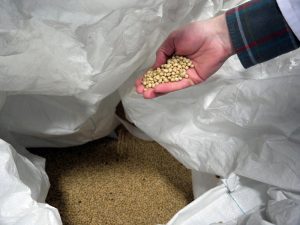 So sehen die Sojabohnen aus. (Foto: dpa)