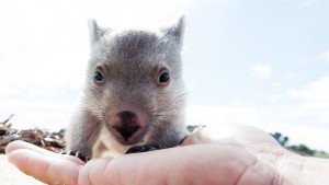 Wombats sind Pflanzenfresser (Foto: dpa)