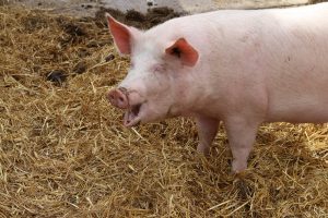 Wer halal und koscher ist, der verzichtet auf Schweinefleisch. (Foto: dpa)