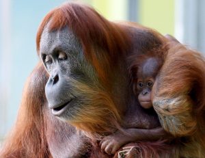 Affen haben am ganzen Körper Fell. (Foto: dpa)
