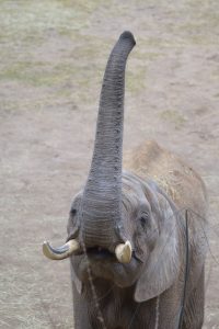Gib her das Möhrchen! (Foto: dpa)