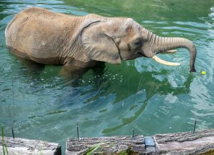 Hmmh, Äpfel fangen. (Foto: dpa)