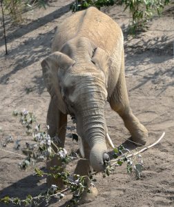 Was ist denn das? Tamo untersucht einen Ast. (Foto: dpa)