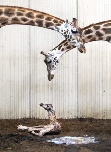Giraffen haben einen besonderen Bauplan. (Foto: dpa)