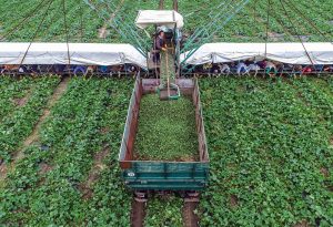 So sieht ein Gurkenflieger von oben aus. (Foto: dpa)