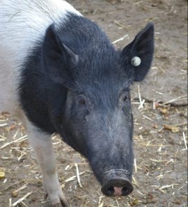 Was darf's fürs Schwein sein? (Foto: LVR Lindlar)