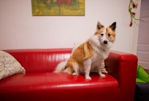 Hunde warten auf und suchen nach ihrem Besitzer. (Foto: dpa)