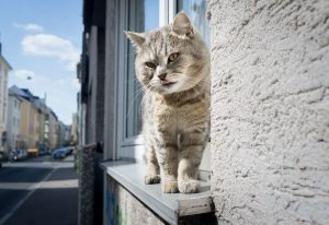 Katzen erkunden ihre Umgebung. (Foto: dpa)