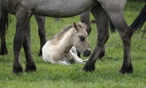 Wildpferd-Fohlen kannst du in Dülmen sehen (Foto: dpa)
