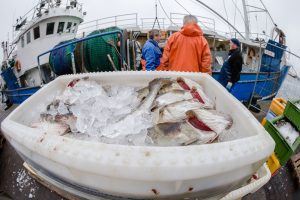 Wir lassen von Fischern zu viele Tiere aus dem Wasser ziehen - und zu früh. (Foto: dpa)