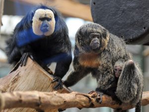 Der an Silvester geborene Weißkopfsaki (Pithecia pithecia) Novajaro (r) sitzt am 13.02.2014 im Zoo in Köln (Nordrhein-Westfalen) auf dem Rücken seiner Mutter Yacuma (M) neben Vater Gunther (r) auf einem Ast. "Novajaro" bedeutet Silvester auf Esperanto. Weißkopfsakis bewohnen die Wälder des nordöstlichen Südamerikas. Foto: Henning Kaiser/dpa +++(c) dpa - Bildfunk+++