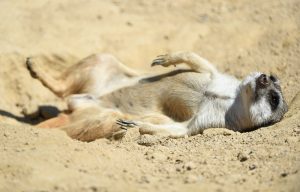 Handy aus, einfach mal chillen: Erdmännchen weiß, wie's läuft. (Foto: dpa)