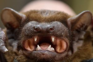 Mit ihren Super-Ohren fangen sie Schallwellen auf. (Foto: dpa)