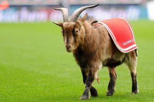 KINA - Ein Geißbock als Glücksbringer