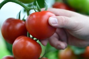 Vielfältig: die Tomate (Foto: dpa)