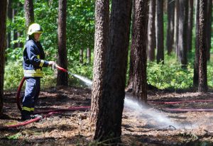 Der Wald braucht lange, um sich von dem Feuer zu erholen. (Foto: dpa)