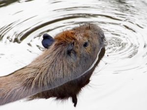 Wasserschweine schwimmen gerne. (Foto: dpa)