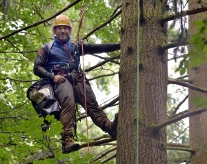 Die Zapfenpflücker arbeiten weit oben in den Bäumen. (Foto: dpa)