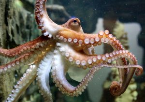 Welcher ist wohl der Lieblingsarm? (Foto: dpa)