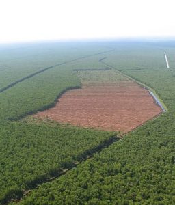 Brauner Fleck: Hier wurden viele Bäume gerodet und gefällt. (Foto: dpa)