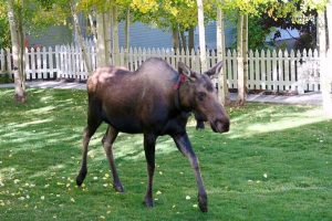 Im Mai gibt es Nachwuchs. (Foto: Morgan Bast)
