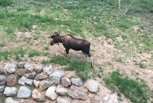 Elche sind oft auf der Suche nach zartem Grün. (Foto: Morgan Bast)