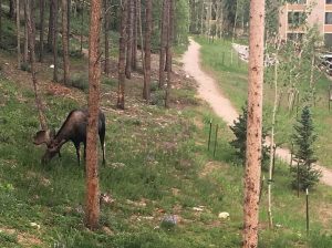 Vorne Elch, hinten Häuser (Foto: Morgan Bast)