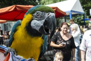 Aras werden oft älter als ihre Besitzer. (Foto: dpa)