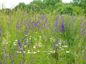 Eine Wiese mit vielen Wildblumen ist toll für Insekten. Aber es gibt sie immer seltener. (Foto: dpa)