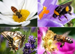 Eine Fliege (oben links), eine Hummel, ein Schmetterling (unten links) und eine Biene bei der Arbeit. (Foto: dpa)