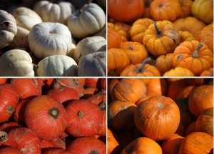 Orangefarben, rot oder weeiß: Es gibt viele verschiedene Kürbisarten. (Foto: dpa)