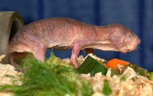 Nacktmull von der Seite (Foto: dpa)