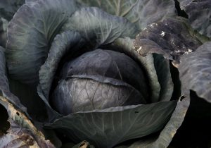 So sieht das Gemüse auf dem Feld aus. (Foto: dpa)