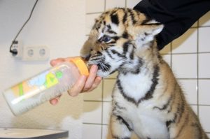 Elsa wird mit der Flasche aufgezogen. (Foto: dpa)