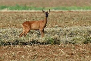 Rehe essen keine Spaghetti. (Foto: dpa)