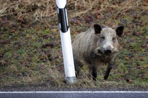Mit ihren Hauern können Wildschweine Menschen gefährlich werden. (Foto: dpa)