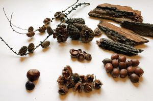 Halt im Wald die Augen offen. Dort liegt überall Bastelmaterial. (Foto: dpa)