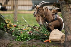 Auch Hennes VIII. (gesprochen: Hennes, der Achte) lebt im Zoo. (Foto: dpa)