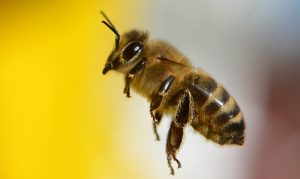 Eine Wildbiene auf dem Weg zu ihrem Bienenstock (Foto: dpa)