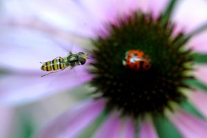Die Schwebefliege sieht aus wie eine Wespe, ist aber ganz harmlos. (Foto: Federico Gambarini dpa)
