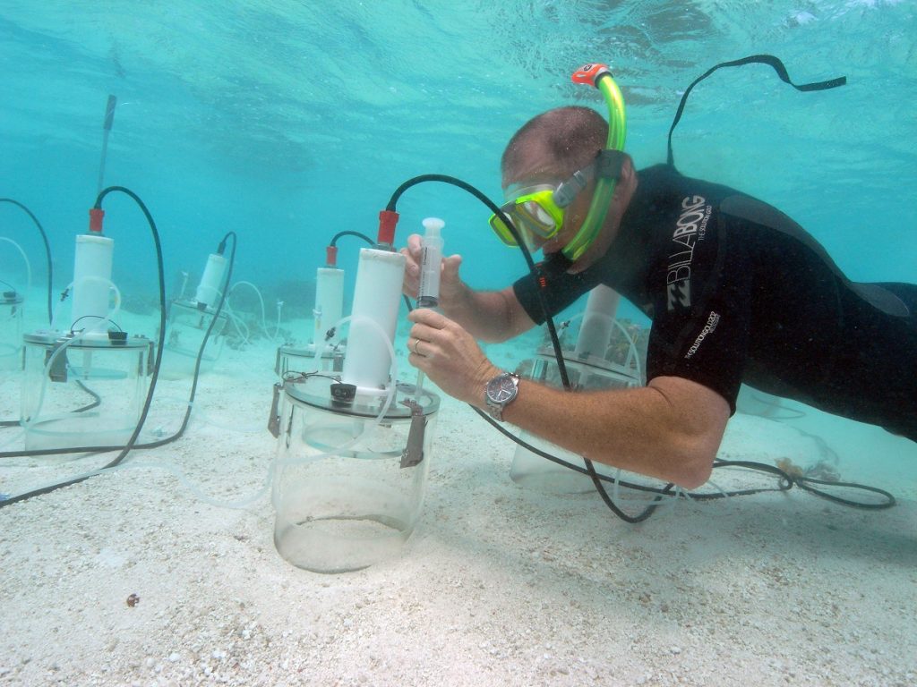 Australien, Heron Island: Bradley Eyre nimmt Proben bei einem Tauchgang. (Foto: dpa)