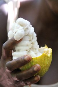Eine Frau im Dorf Konan Yaokro im Süden der Elfenbeinküste hält am 01.12.2017 eine frisch aufgeschlagene Kakaoschote. (Foto: dpa)